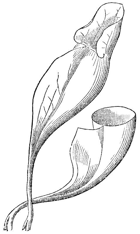 紫色猪笼草(Sarracenia Purpurea)叶猪笼草和顶部部分被移除- 19世纪